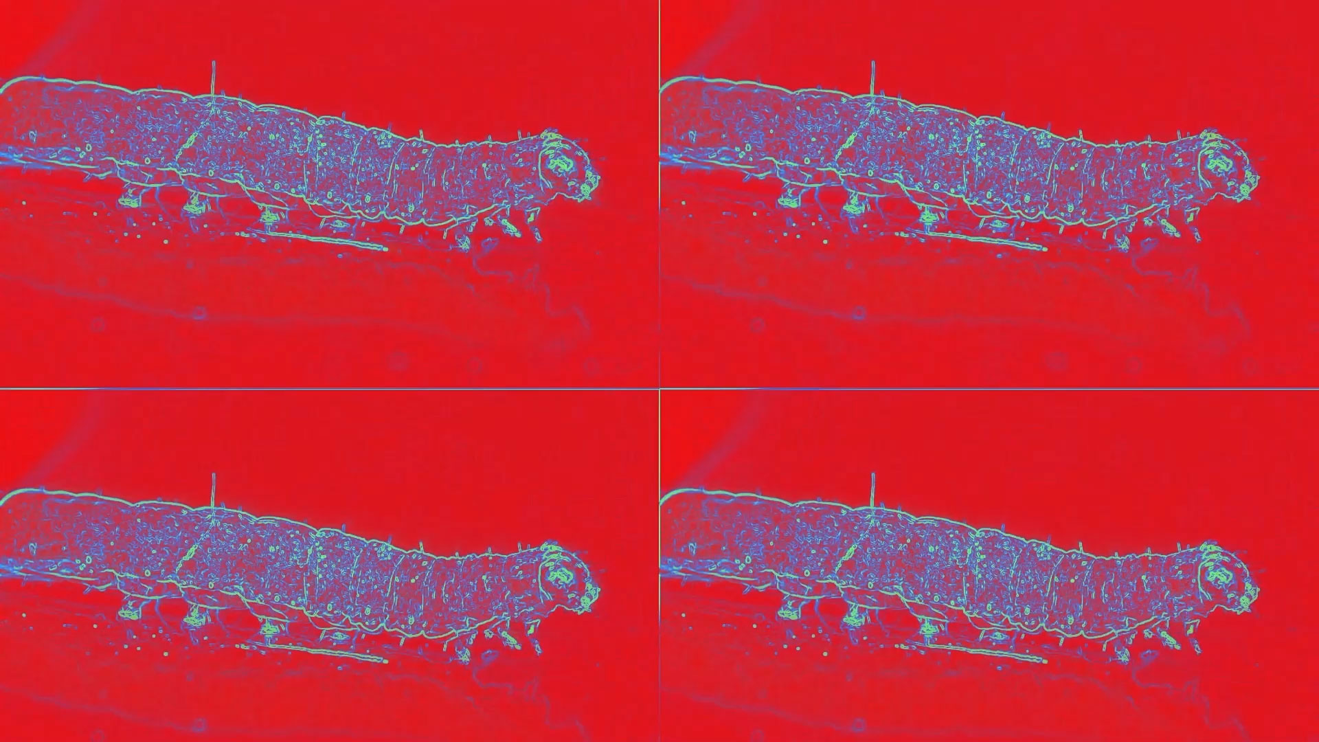 Metamorphisis Project Xaver Hirsch — Metamorphosis
